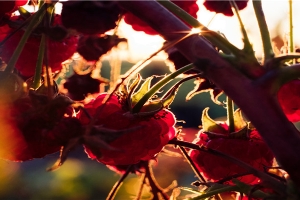 财源广进近义词(这5种花有“招财”寓意)