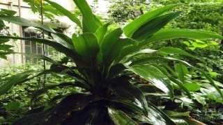 巴西铁树的风水作用(巴西铁树的风水作用简介)