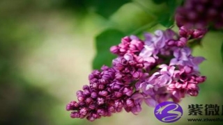 炉中火和什么命相克(炉中火和水虎命相克吗)