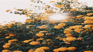 测试你近期的桃花运(测试自己的桃花运)