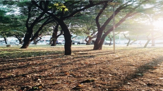 八字的用神方法(杀制比劫的八字实例)