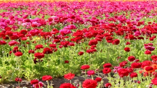 2022年男孩虎宝宝名字(古风小男孩)_重复