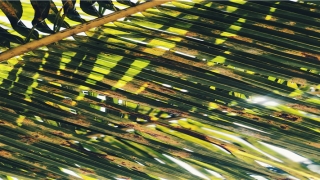 脸上痣的位置(人的脸长在哪里)