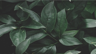 98年女虎闰五月什么命(98年凌晨出生的虎女)