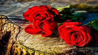 39岁生肖狗有一劫(39是什么生肖的号码)_重复