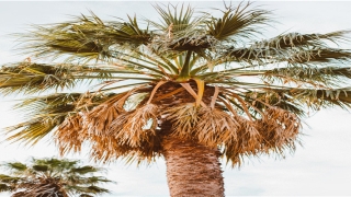 45属什么生肖的(钟灵毓秀打一个生肖)_重复