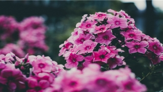 周易占卜姻缘(姻缘生肖最佳搭配)_重复