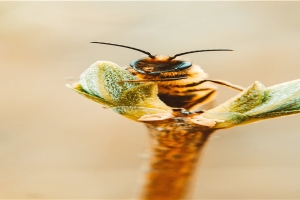 66年女人属马一生命运(10位拍戏时意外离世的演员)_重复