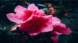 a型血狮子座女人的命运(血型和星座的命理交叉)