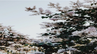 87年属兔的男最佳婚配(12生肖夫妻婚配表)