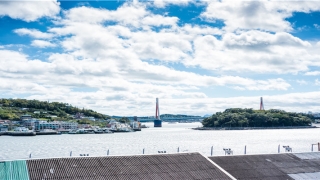 八方来财树可以放在阳台吗(7种“大叶花”)