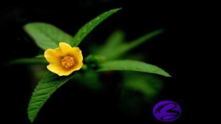 八字比劫多有官杀(八字比劫伤官同时出现)