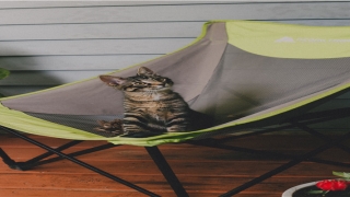 测测你的婚姻树(婚姻中的“人间清醒”唐艺昕)