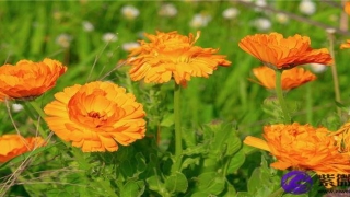 眉间竖纹面相的女人好不好(眉间竖纹面相分析)