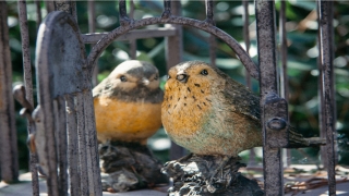 梦到被鬼追是什么意思(做梦的艺术)