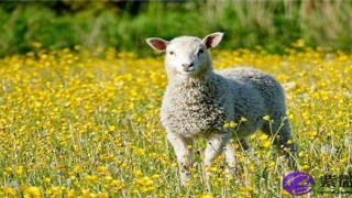 脸部不对称的人命好不好