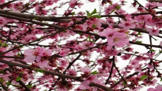 梦到钱包丢了又找到了是什么意思(梦到给同事钱)