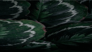 额头7痣正确图解(额头出现八字形的人)