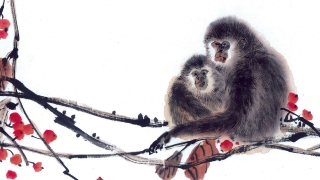 68岁属什么生肖(68年属猴人今日财运)_重复