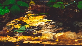 85年属牛男的性格感情(1985一生婚姻状况)