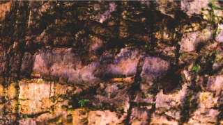 2021周公解梦大全查询2345(2021周公解梦大全查询梦见结婚)_重复