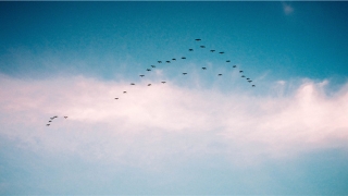 82年1月的鸡是什么命(猪价单月跌22)