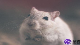 男人额头窄凹陷三角眼面相解读