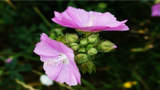 57年属鸡的一生坎坷(57年的鸡五行属什么)_重复