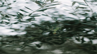 带缘分的人梦见猫是啥意思(相逢百花间是什么含义)_重复