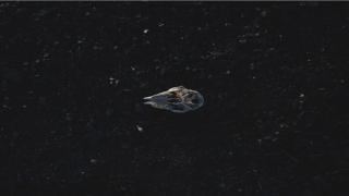 带水字旁的字有哪些(带水字旁的字有哪些字能取名字)