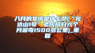 八月的女虎是什么命(“完达山1号”老虎放归六个月遛弯1500多公里)_重复