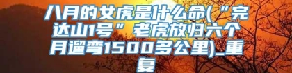 八月的女虎是什么命(“完达山1号”老虎放归六个月遛弯1500多公里)_重复