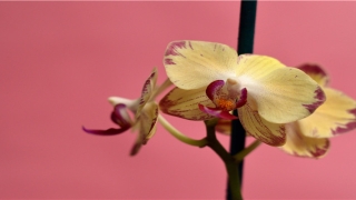 财气是什么意思(男人心宽有财气)