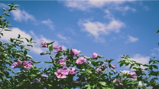 蔡姓惊艳诗意的名字(蔡姓宝宝取名)