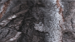 耳朵上痣相图解大全(耳朵上的痣图解大全 下方)