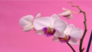 备孕梦见狗是怀孕的征兆解梦(备孕期梦见狗狗是什么意思)_重复