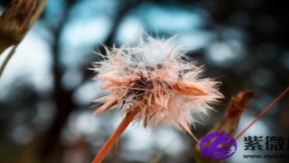 炉中火和大海水相配吗 炉中火怕大海水吗