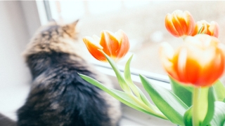 87年属兔木命婚配生肖(十二生肖最迷惑的问题)