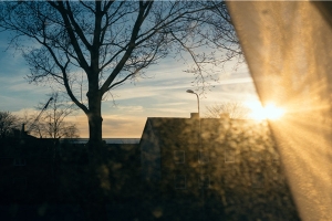 财源广进图片(这5种花有“招财”寓意)