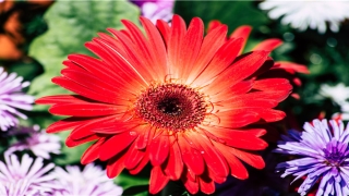 橙字辈怎么起名(橙起名字含义)