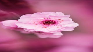 百度算命运是真的假的(真的有命数吗)