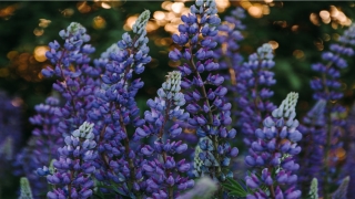 面相12宫图位置详解(面相图十二宫图)