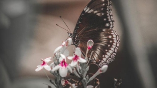 八字查锁子命表格大全(鬼卿之八阴锁)