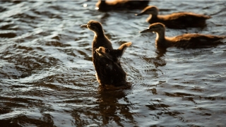 84年属鼠人一生财运(1984年生肖鼠2019年运势大出炉)