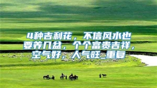4种吉利花,不信风水也要养几盆,个个富贵吉祥,空气好,人气旺_重复