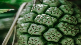 第二十一签解签求婚姻(8对老夫少妻)