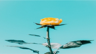 34周岁属什么(女人34岁)_重复