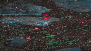 晨字辈怎么起名(晨字取名男孩名字大全)