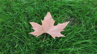 49岁梦见自己怀孕了(梦见怀孕女子)_重复