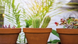 86年属虎什么命五行属什么(1986年属虎的女人一生命运)